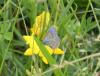 227297 – Photo : Jean PELE – France (49)